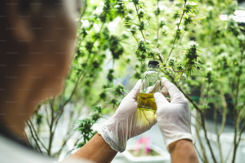 cientista verificando em plantas de cânhamo de cannabis orgânica em uma estufa de ervas daninhas. Conceito de ervas de legalização para medicina alternativa com óleo CBD, indústria comercial de negócios de medicina farmacêutica