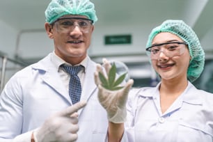 Scienziato Ricerca Medicina Estratto Olio di CBD Da Cannabis per Salute Medica Alternativa Nel Laboratorio di Scienze Chimiche, Pianta di Canapa A Base Di Erbe E Foglia di Ganja è un'erba organica naturale che utilizza per la droga