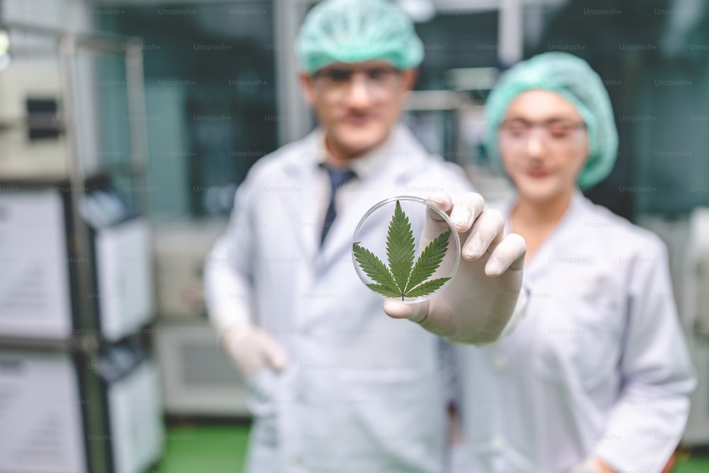 scientist research medicine extract cbd oil from cannabis for alternative medical health in chemical science laboratory, herbal hemp plant and ganja leaf is a natural organic herb using for drug
