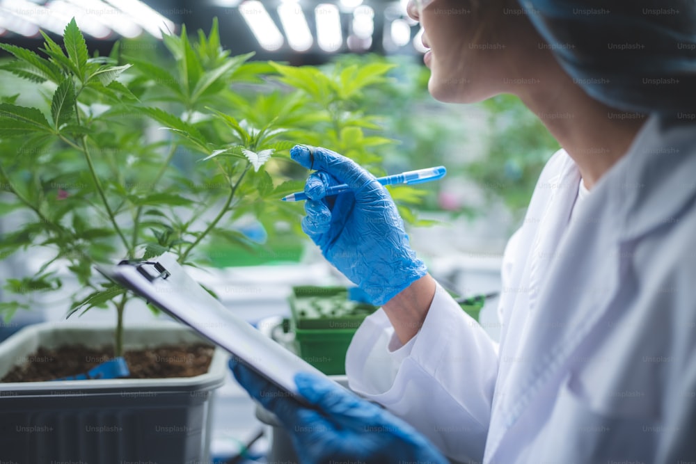 Scienziato ricercatore per la coltivazione di erbe che controlla i dati di crescita della foglia di cannabis o della pianta di ganja in agricoltura Fattoria di cannabis canapa medicina per l'utilizzo nella scienza medica per la produzione di farmaci naturali per la salute a base di erbe