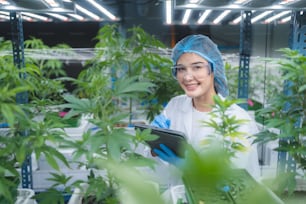 cientista de pesquisa de cultivo de ervas verificando dados de crescimento de folha de cannabis ou planta de ganja na fazenda agrícola de medicina de cânhamo de cannabis para uso na ciência médica para fazer drogas naturais de saúde à base de plantas