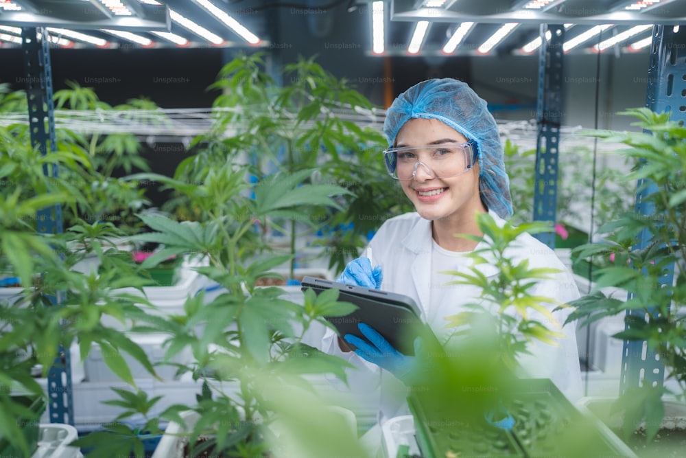 Kräuteranbauforscher überprüft Wachstumsdaten von Cannabisblättern oder Ganja-Pflanzen in der Landwirtschaft Farm von Cannabis Hanfmedizin zur Verwendung in der medizinischen Wissenschaft, um natürliche pflanzliche Gesundheitsdroge herzustellen