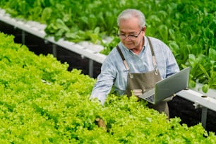 old senior asian farmer concentrate focus checking hydroponic soiless  vegetable rack farm in green house with smart technology device,old man business owner cheerful harvest green fresh vagetable