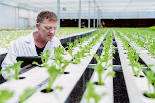 Kaukasischer Botanik-Wissenschaftler beobachtet über den Anbau von Bio-Rucola auf Hydroponik-Farm.with Tablet auf Aquaponik-Farm, nachhaltiges Geschäft künstliche Beleuchtung, Konzept des Anbaus von Bio-Gemüse