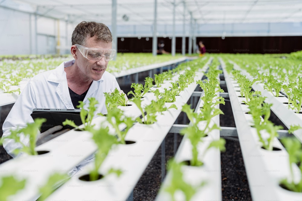 白人の男性植物学科学者は、アクアポニックス農場の水耕栽培farm.withタブレットで有機ルッコラを栽培すること、持続可能なビジネス人工照明、有機野菜の栽培コンセプトを観察します