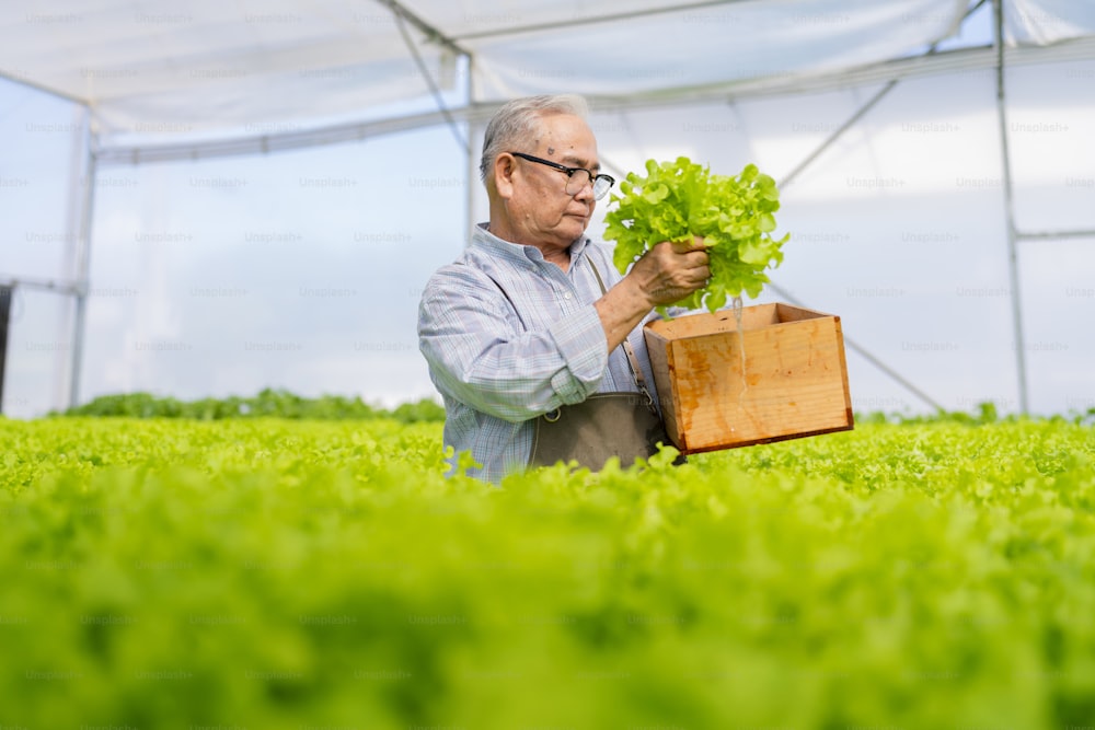 old senior asian farmer concentrate focus checking hydroponic soiless  vegetable rack farm in green house with smart technology device,old man business owner cheerful harvest green fresh vagetable