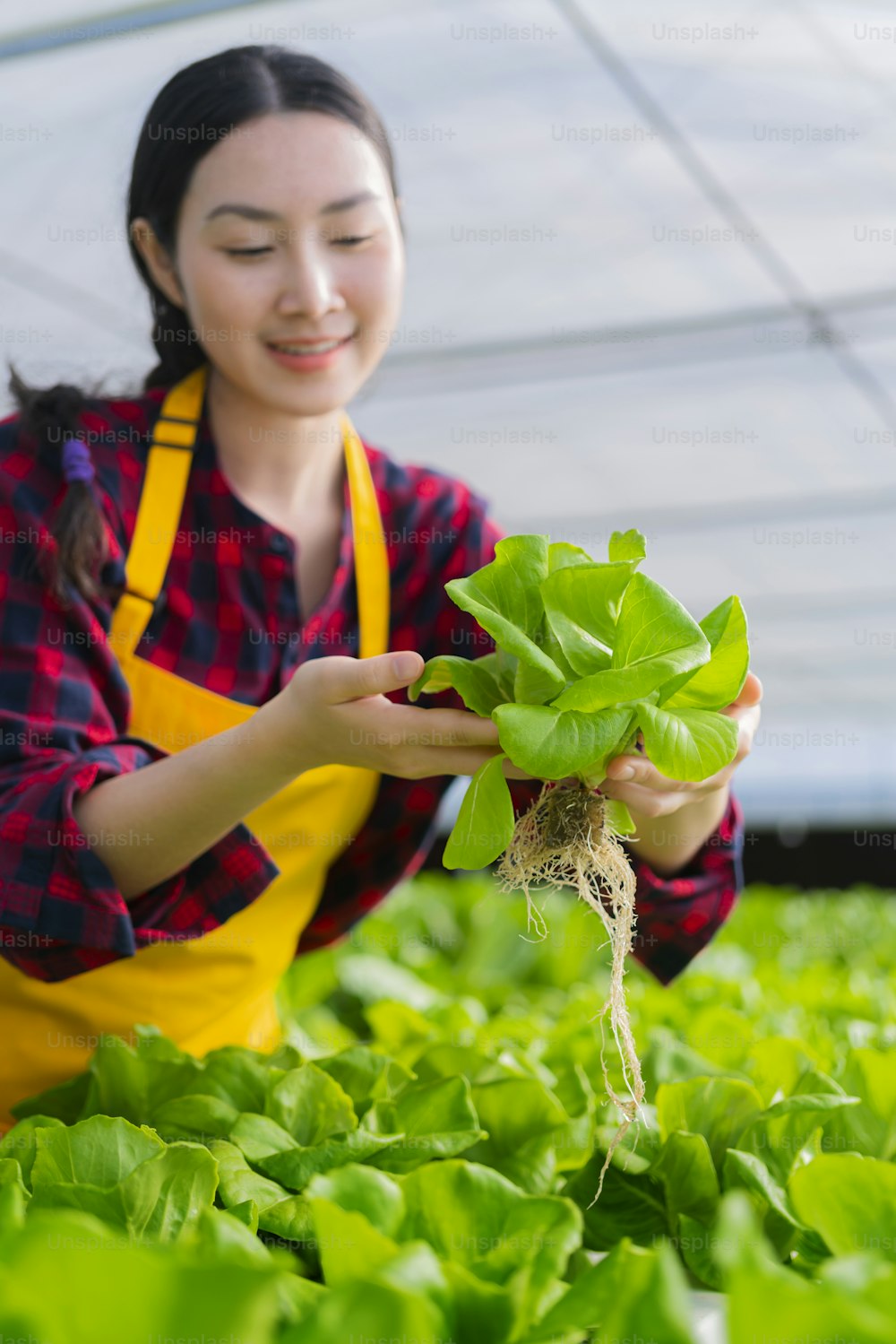 asian small business owner greenhouse hydroponic farm business owner hand hold fresh vegetable harvest green product with cheerful and happiness,Concept of growing organic vegetables and health food