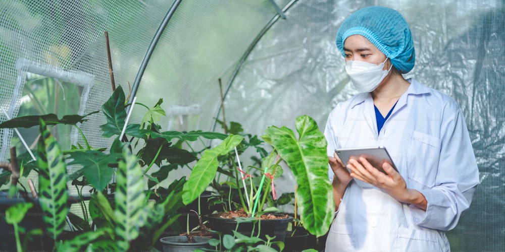 薬の実験室の温室の葉の植物の農業の科学者の研究、薬剤、植物学科学の企業のための有機性花園の成長のための性質の農場に住んでいる麻またはハーブの芽