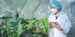 scientist research in agriculture of leaf plant in medicine laboratory greenhouse, hemp or herb bud living in nature farm for drug, organic flower garden growth for industry with botany science