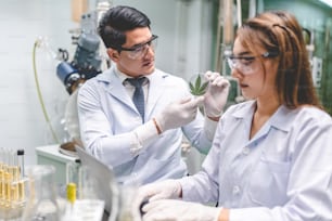 cientista de medicina química que trabalha em pesquisa para o óleo CBD da planta de cânhamo de cannabis orgânica em laboratório de ciências médicas, teste uma erva de natureza ganja para fazer uma droga alternativa de extrato de ervas para a saúde