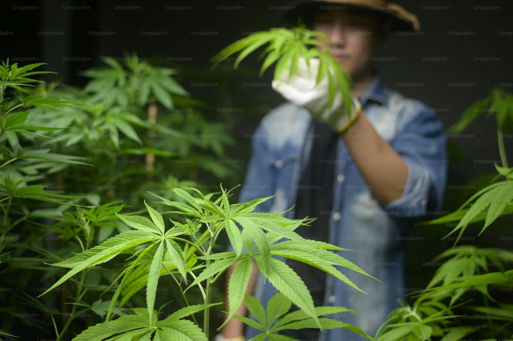 Farmer is trimming or cutting  top of cannabis in legalized farm.