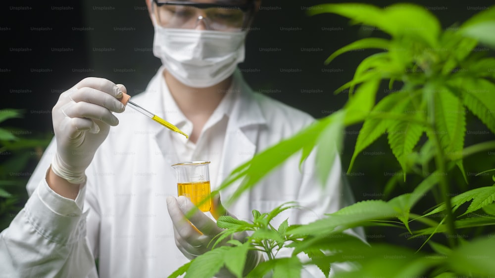 Un científico está comprobando y analizando un experimento de cannabis, sosteniendo un vaso de precipitados de aceite de cbd en un laboratorio