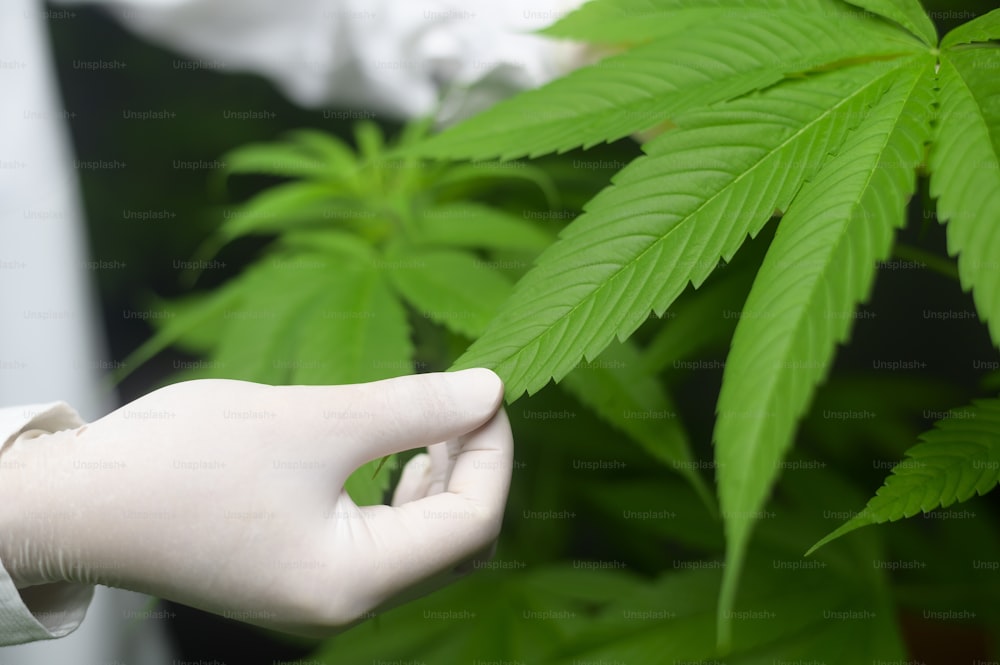 Un científico está comprobando y analizando hojas de cannabis para experimento, planta de cáñamo para aceite de cbd farmacéutico a base de hierbas en un laboratorio