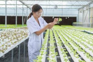 Scientist working in hydroponic greenhouse farm, clean food and food science concept