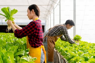 agricultor asiático masculino y femenino que comprueba la calidad de la granja hidropónica de invernadero Cultivo de verduras frescas verdes cultivadas en una granja de sistema hidropónico que comprueba la calidad del cultivo de productos de verduras orgánicas