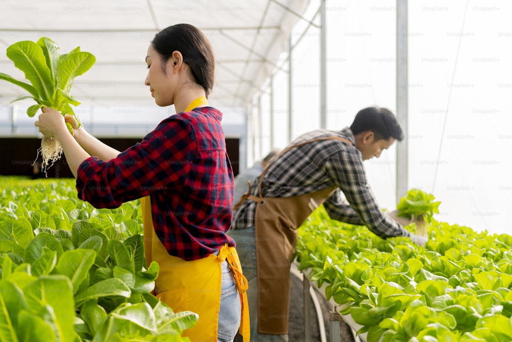 agricultor asiático macho e fêmea verificando a qualidade da fazenda hidropônica de estufa Cultivo de vegetais frescos verdes cultivados em uma fazenda de sistema hidropônico verificando a qualidade do cultivo de produtos de vegetais orgânicos