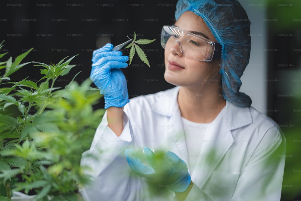 Scienziato ricercatore per la coltivazione di erbe che controlla i dati di crescita della foglia di cannabis o della pianta di ganja in agricoltura Fattoria di cannabis canapa medicina per l'utilizzo nella scienza medica per la produzione di farmaci naturali per la salute a base di erbe