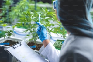 천연 허브 건강 약물을 만들기 위해 의학에서 사용하기 위한 대마초 대마 의약품의 농업 농장에서 대마초 잎 또는 간자 식물의 성장 데이터를 확인하는 허브 재배 연구 과학자
