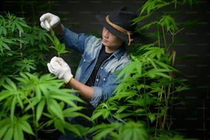 Farmer is holding cannabis leaf , checking and showing in legalized farm.