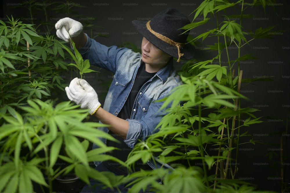 Agricultor está segurando folha de cannabis, verificando e mostrando em fazenda legalizada.
