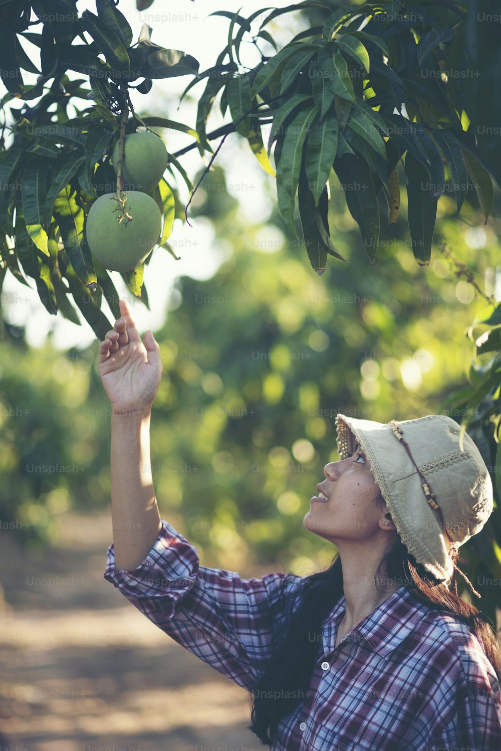 Bauern kontrollieren die Mangoqualität.