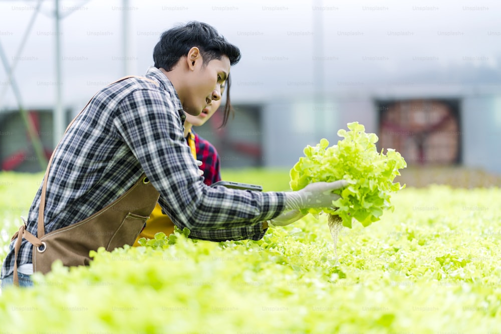 asian male and female farmer checking quality of greenhouse hydroponic farm Cultivation green fresh vegetables grown in a hydroponic system farm checking quality growing organic vegetables products