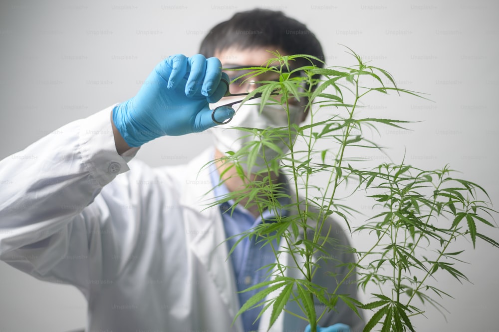 Un scientifique est en train de tailler le cannabis sativa à la planification, concept de médecine alternative