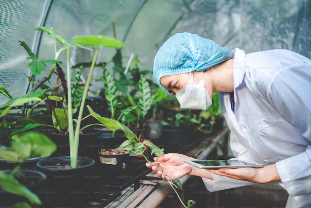 cientista de biologia que trabalha para pesquisar uma planta de crescimento na estufa da agricultura, tecnologia de ciência orgânica da natureza ou biotecnologia em laboratório de botânica, pessoas examinando vegetais para a indústria de alimentos