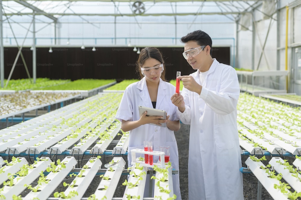 Científico que trabaja en granja de invernadero hidropónico, alimentos limpios y concepto de ciencia de alimentos