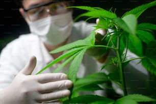 Scientist is checking and analyzing a cannabis leaves for experiment , hemp plant for herbal pharmaceutical cbd oil in a laboratory
