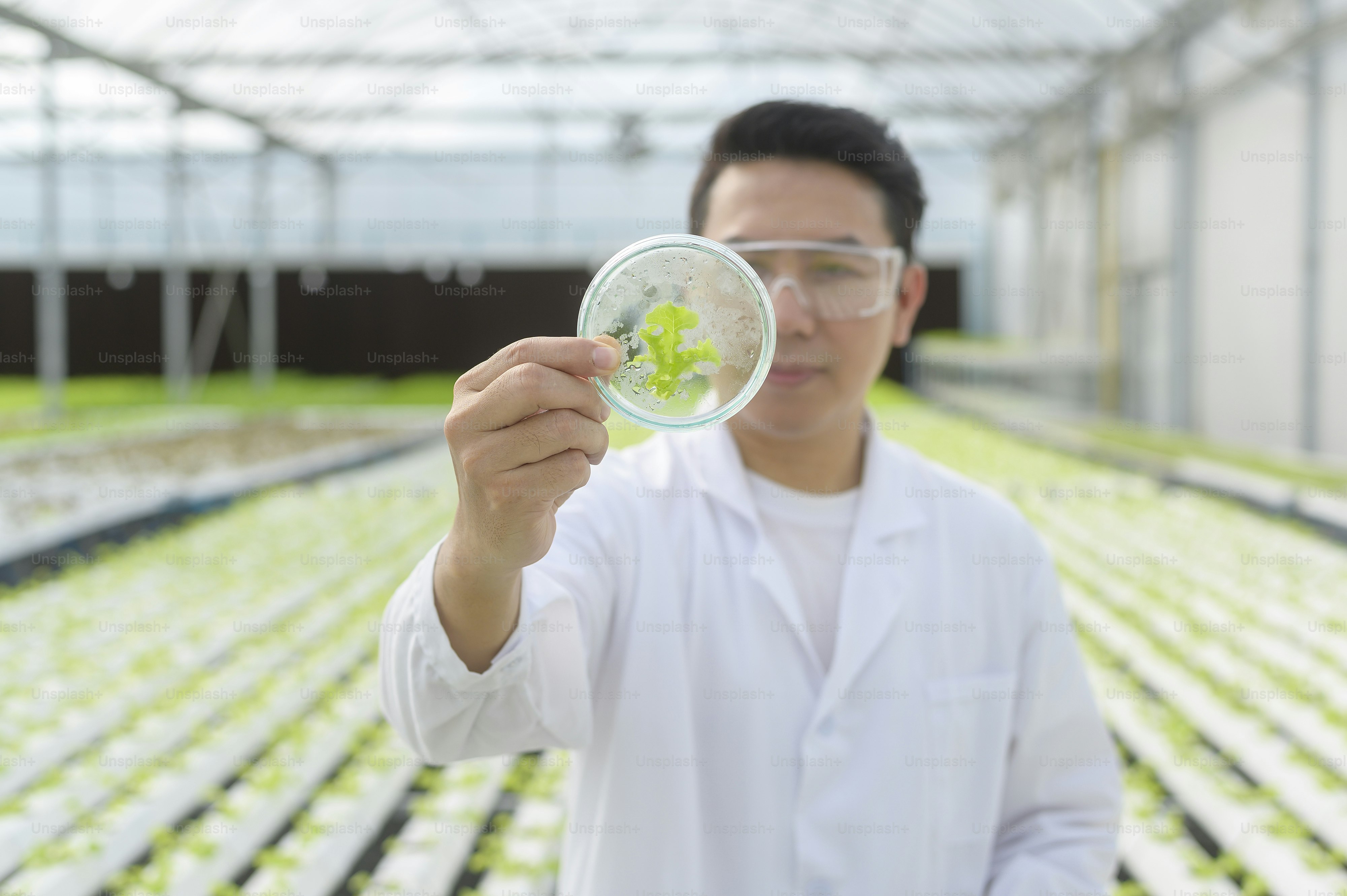 Scientist working in hydroponic greenhouse farm, clean food and food science concept