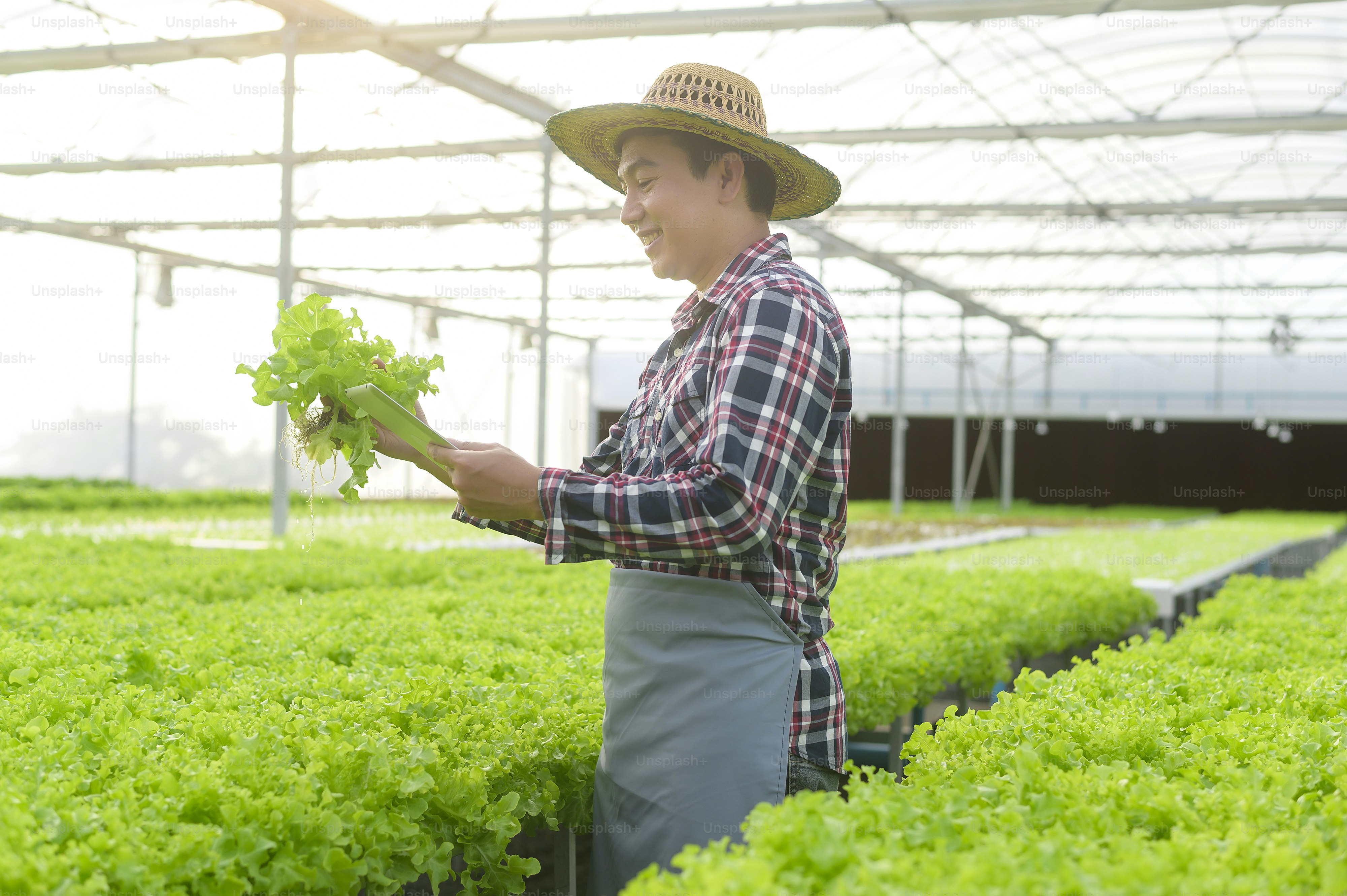 A happy farmer family working in hydroponic greenhouse farm, clean food ...