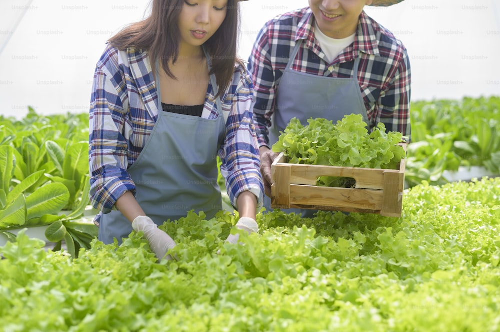 A young farmer couple working in hydroponic greenhouse farm, clean food and healthy eating concept