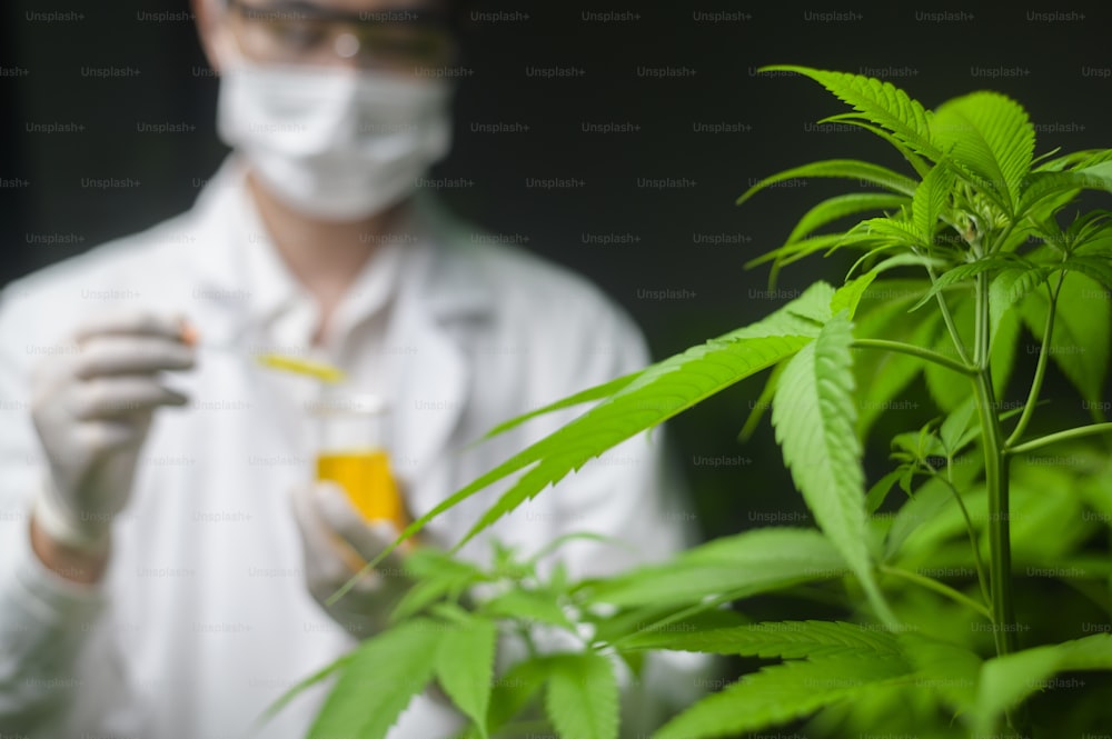Ein Wissenschaftler überprüft und analysiert ein Cannabis-Experiment und hält Becher mit CBD-Öl in einem Labor