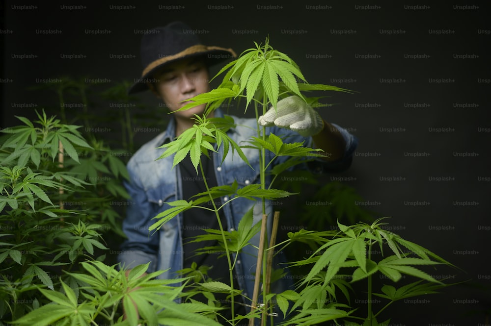 L'agricoltore tiene in mano una foglia di cannabis, controllando e mostrando in una fattoria legalizzata.