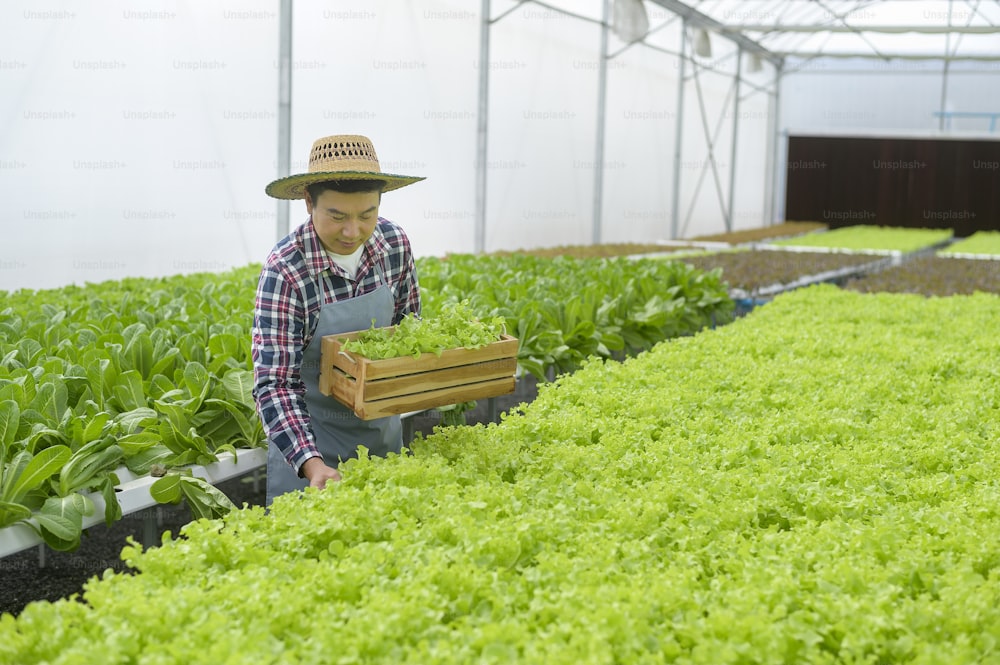 Granjero masculino feliz que trabaja en una granja de invernadero hidropónico, alimentos limpios y concepto de alimentación saludable