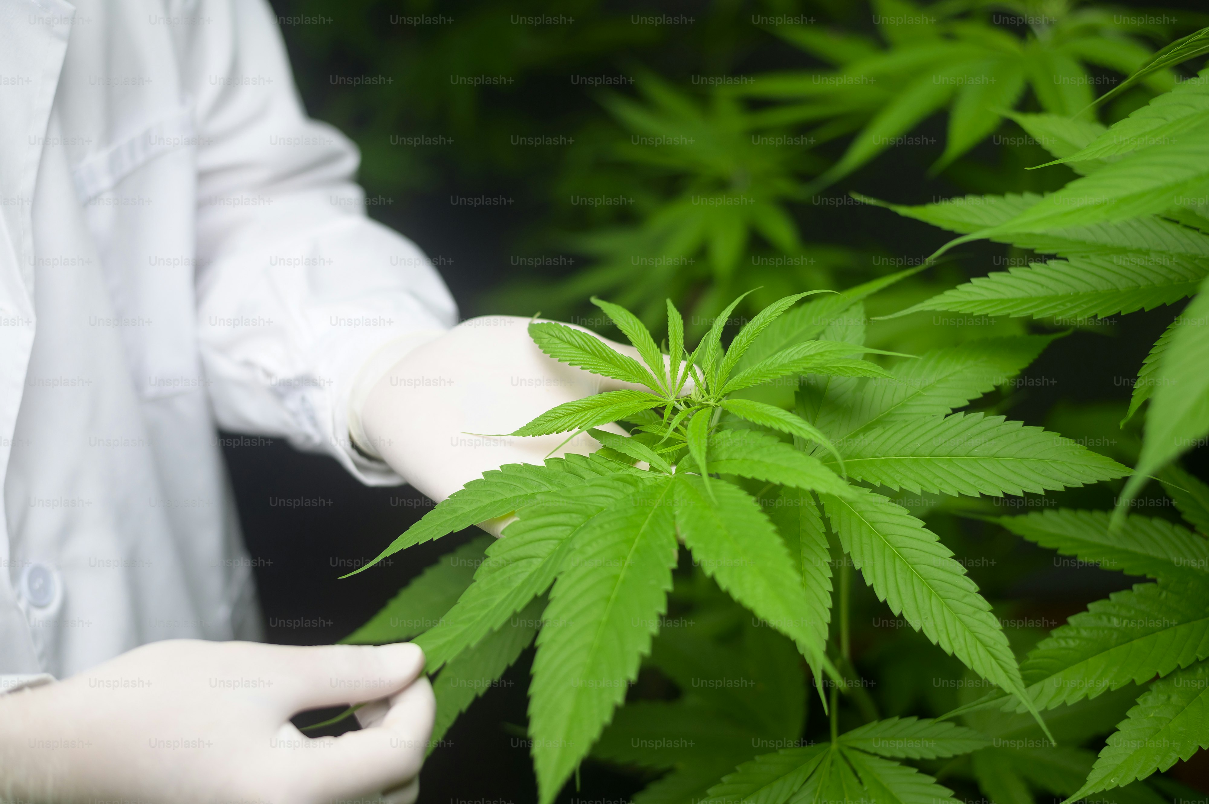 Scientist is checking and analyzing a cannabis leaves for experiment , hemp plant for herbal pharmaceutical cbd oil in a laboratory