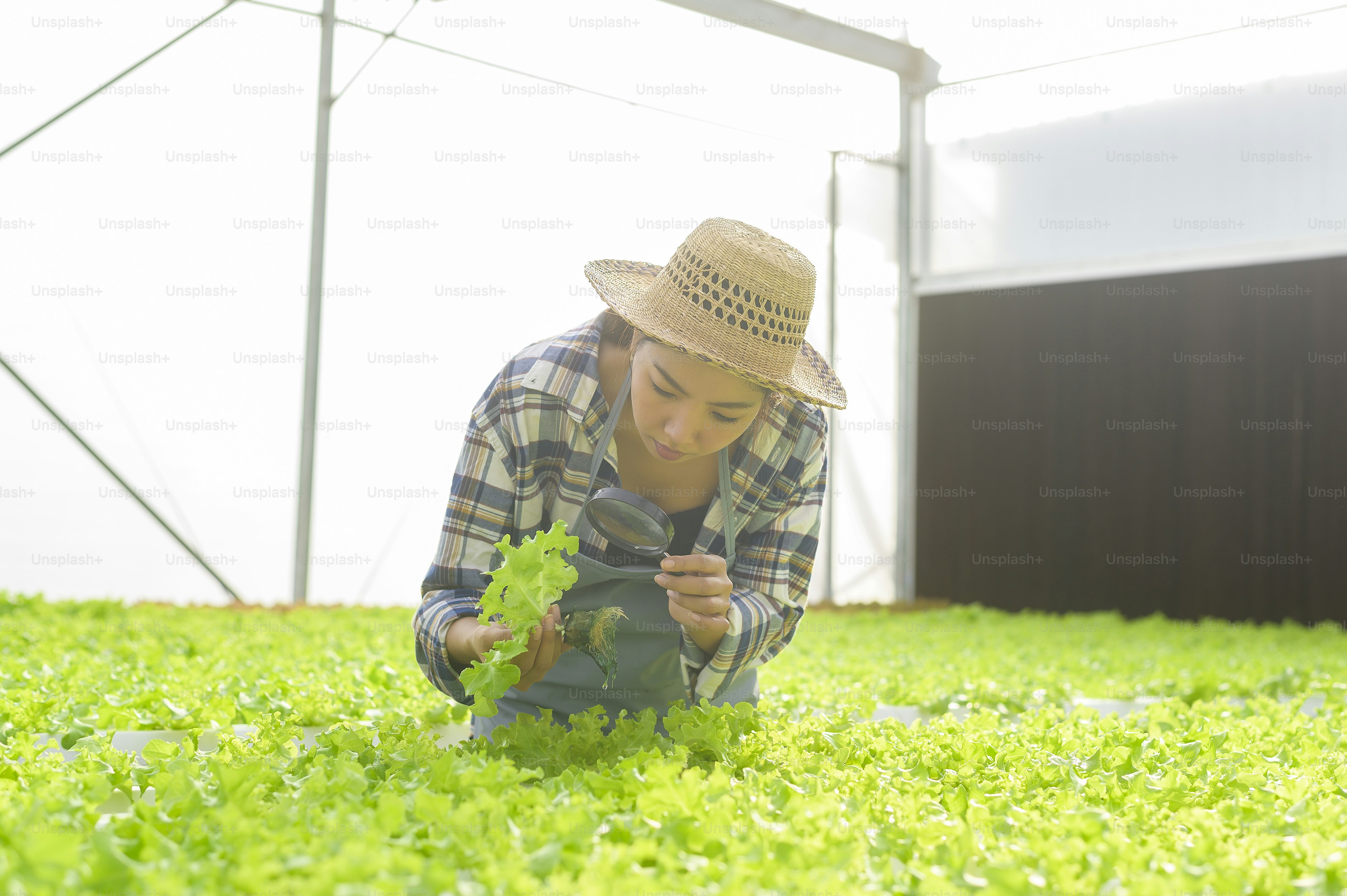 A young female farmer working in hydroponic greenhouse farm, clean food ...