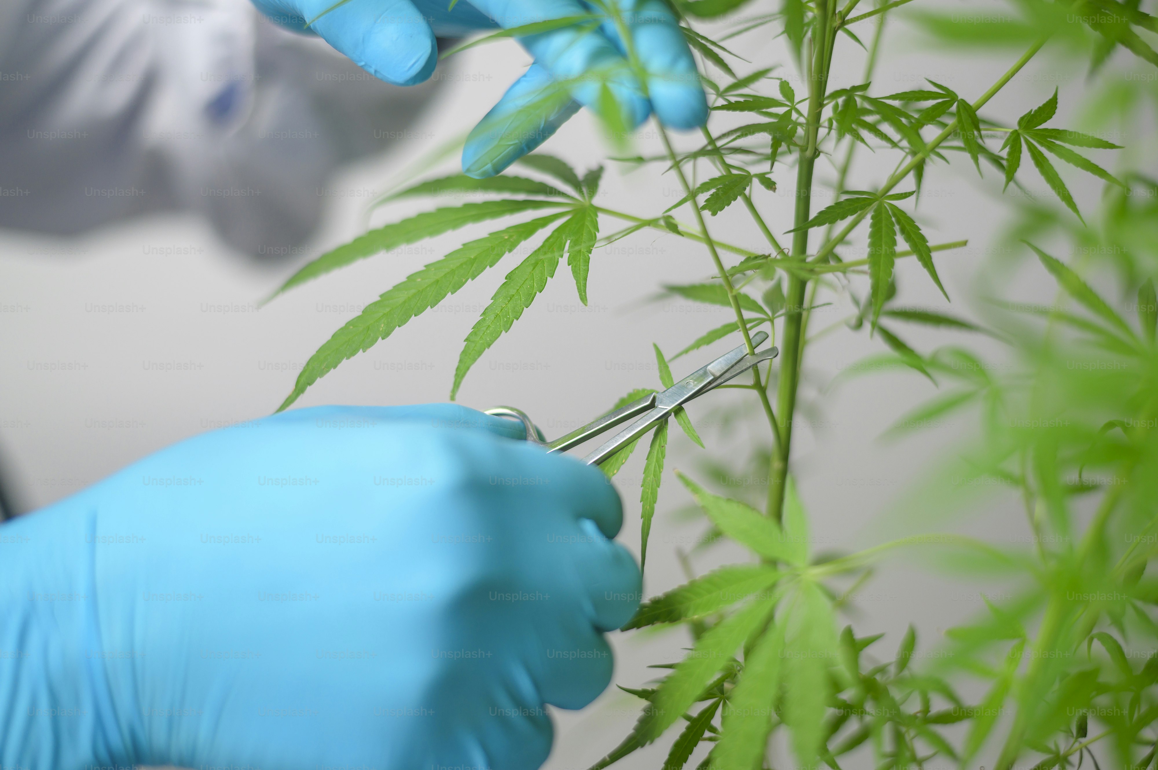A Scientist is trimming cannabis sativa to planning ,  alternative medicine concept