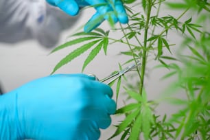 A Scientist is trimming cannabis sativa to planning ,  alternative medicine concept