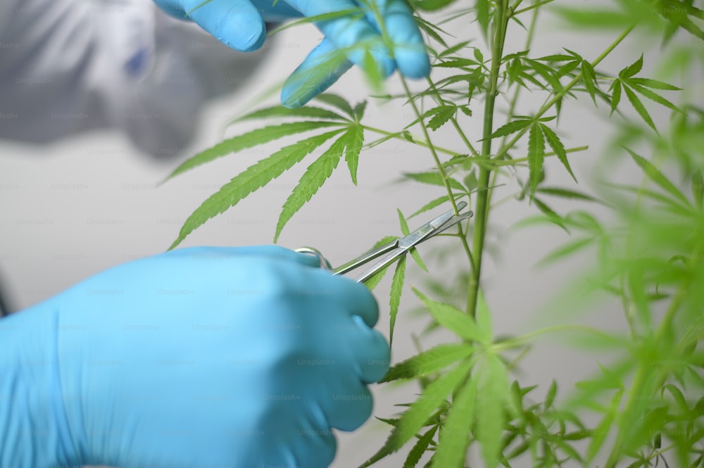 Un científico está recortando el cannabis sativa a la planificación, concepto de medicina alternativa