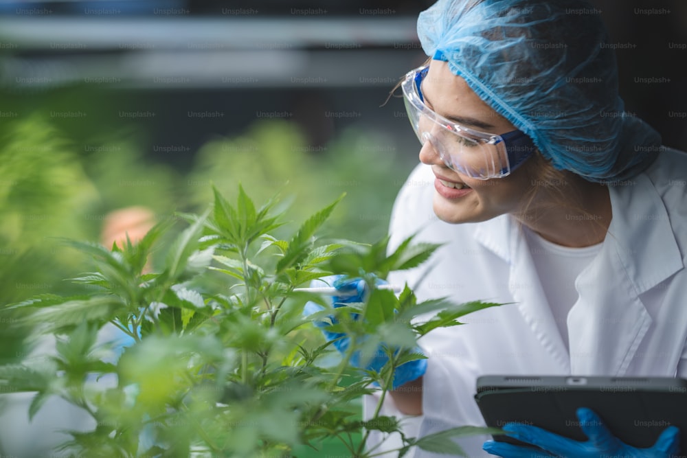 Scientifique de recherche en culture d’herbes vérifiant les données de croissance de la feuille de cannabis ou de la plante de ganja dans la ferme agricole de cannabis chanvre médicament pour une utilisation dans la science médicale à la fabrication de médicaments naturels pour la santé à base de plantes