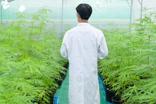 Concept de plantation de cannabis pour le médical, un scientifique utilisant une tablette pour collecter des données sur une ferme intérieure de cannabis sativa