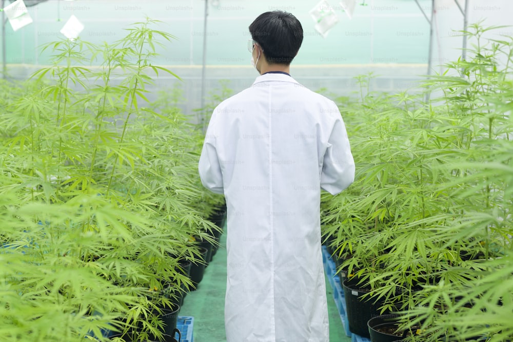 Concepto de plantación de cannabis para uso médico, un científico que usa una tableta para recopilar datos sobre una granja interior de cannabis sativa