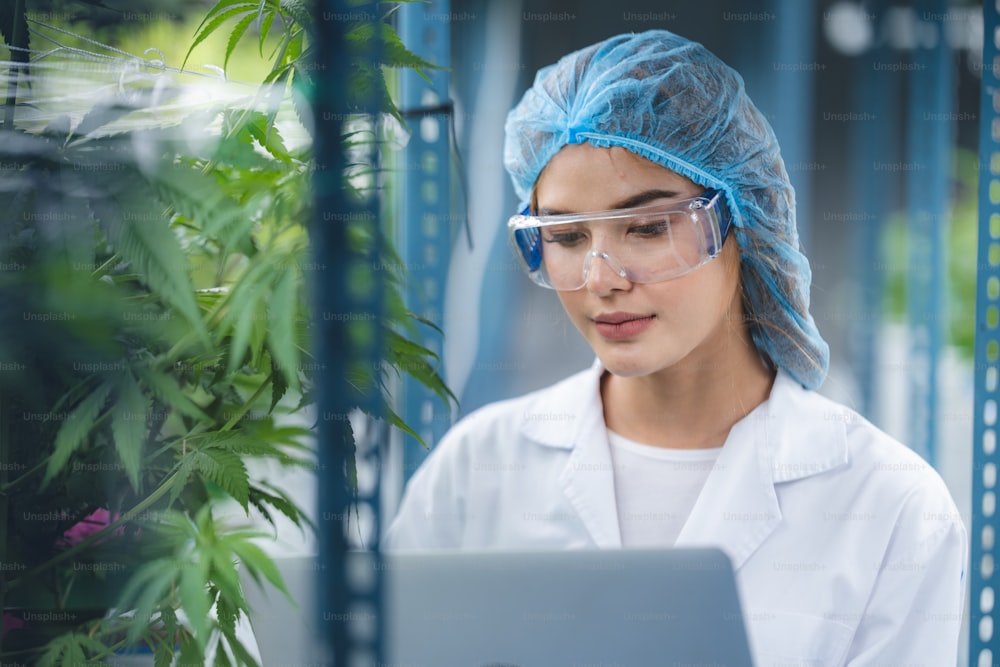 Kräuteranbauforscher überprüft Wachstumsdaten von Cannabisblättern oder Ganja-Pflanzen in der Landwirtschaft Farm von Cannabis Hanfmedizin zur Verwendung in der medizinischen Wissenschaft, um natürliche pflanzliche Gesundheitsdroge herzustellen