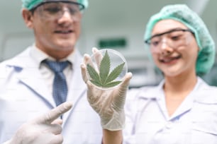 Científico comprobando plantas de cáñamo de cannabis orgánico en un invernadero de marihuana. Concepto de legalización herbal para medicina alternativa con aceite de CBD, industria comercial de negocios de medicina farmacéutica