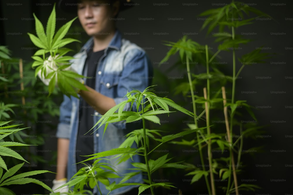 Un agricultor está recortando o cortando la parte superior del cannabis en una granja legalizada.