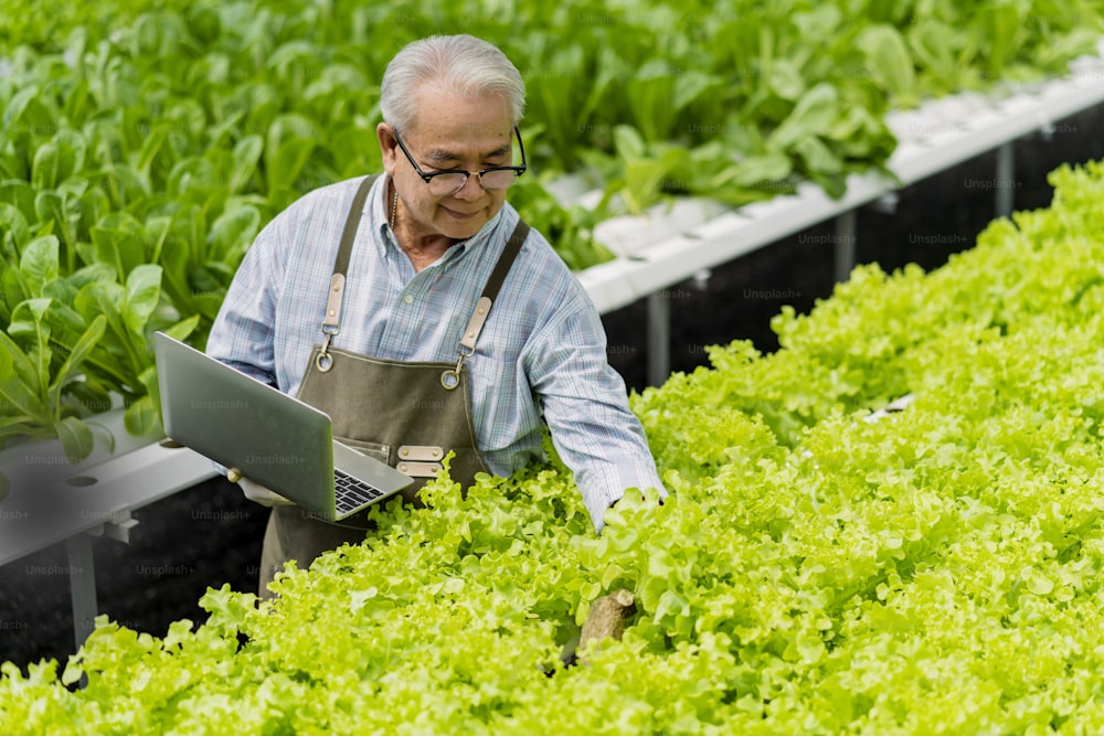 asian elder male business owner observes about growing organic arugula on hydroponics farm.with tablet on aquaponic farm, sustainable business artificial lighting,Concept of growing organic vegetable