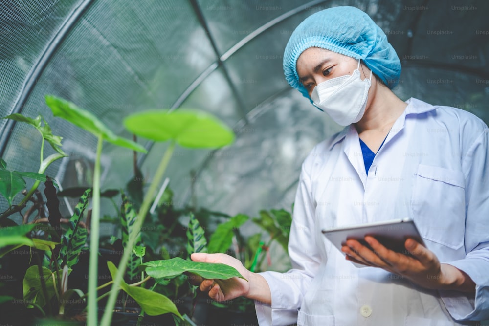 biology scientist working to research a growth plant in agriculture greenhouse, nature organic science technology or biotechnology in botany laboratory, people examining vegetable for food industry