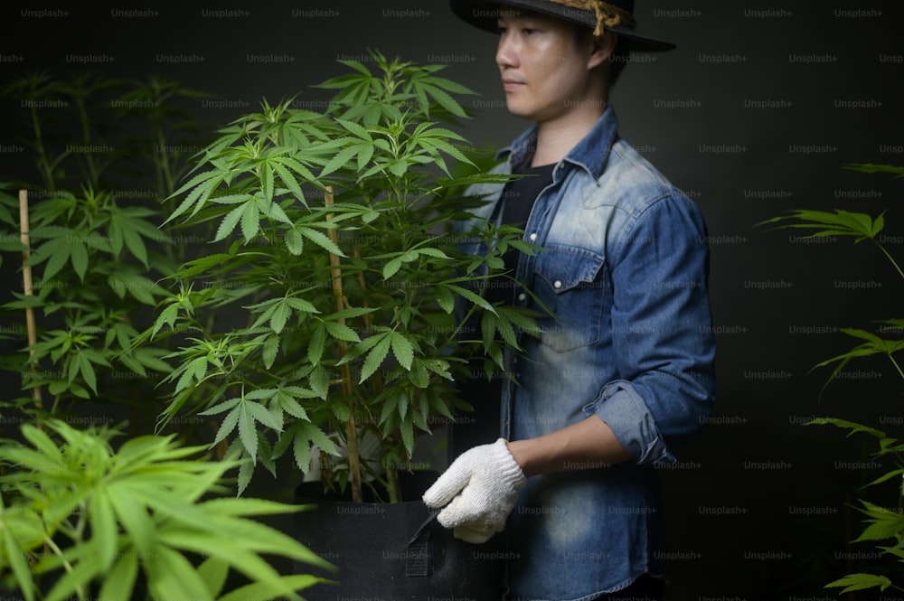 Farmer is holding a cannabis pot ,  showing in legalized farm.